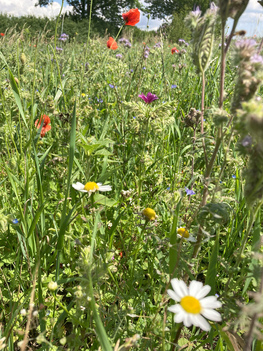 Eine Wiese mit verschiedenen Wildblumen und Gräsern an einem sonnigen Tag.