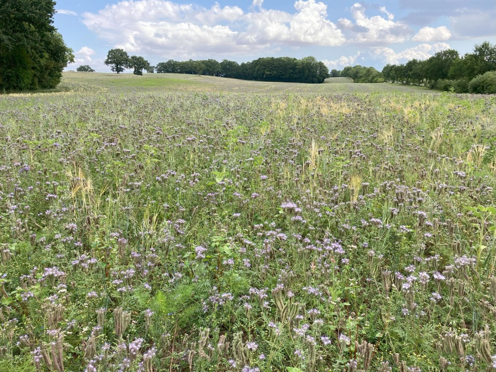 Eine Wiese mit vielen lila Blüten vor einem bewaldeten Hügel unter blauem Himmel.