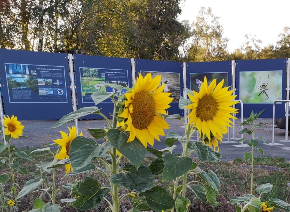 Zwei große Sonnenblumen stehen im Vordergrund vor einer Ausstellung mit Informationspaneelen.